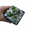 Crassula tomentosa