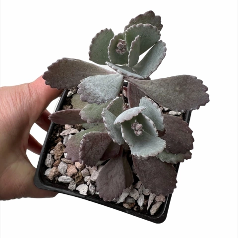 Kalanchoe pumila - comprar online
