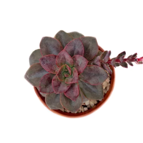 Echeveria Chroma - comprar online