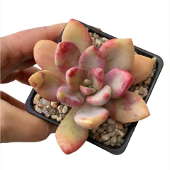 NN linda ;) - comprar online