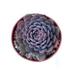 Echeveria Pinwheel (taximaroa) - comprar online