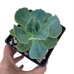 Echeveria Tahiti - comprar online