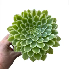 Aeonium Emerald Ice ( 3 medidas)