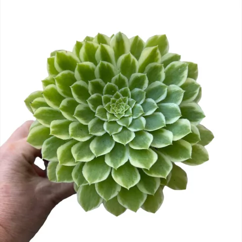 Aeonium Emerald Ice ( 3 medidas)