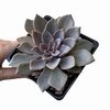 Echeveria Siddhartha