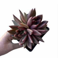 Echeveria Psyche en internet