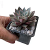 Echeveria Punita