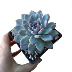 Echeveria Pink Line