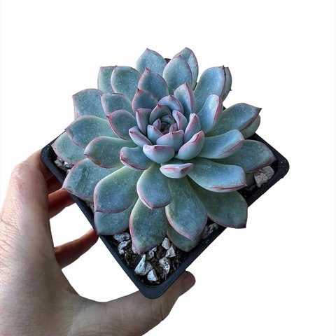 Echeveria Pink Line
