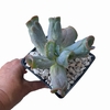 Echeveria Culibra