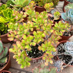 Sedum dendroideum en internet