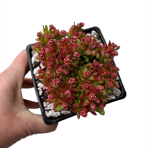 Crassula radicans en internet