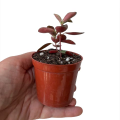 Peperomia verticillata Red Log - comprar online
