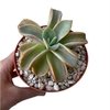 Graptoveria Tantra