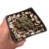 Adromischus marianae Coffee Beans