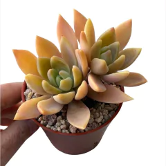 Graptoveria 'Waterlily' - comprar online