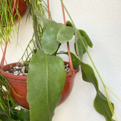 Epiphyllum Flor Crema