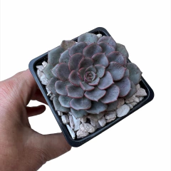 Echeveria Leusa - comprar online