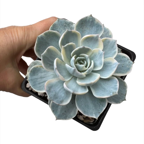 Echeveria desmetiana variegada