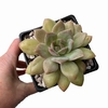 Echeveria Van Breen - comprar online