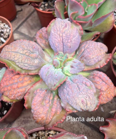 Echeveria Cupeno - comprar online