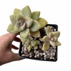 Graptoveria Victor Kane - comprar online