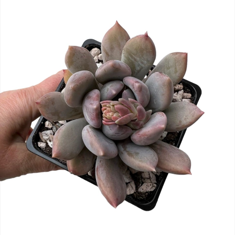 Pachyveria Corvus en internet