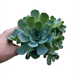 Greenovia aureum "Dragon Ball" - tienda online