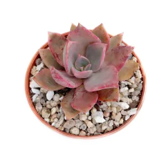 Graptoveria Douglas Hut