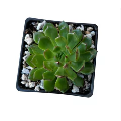 Echeveria Rosalinda - comprar online