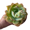 Echeveria Eyja XL