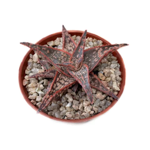 Aloe 'Donnie' - comprar online