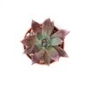 Echeveria colorata f. brandtii - comprar online