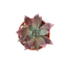 Echeveria colorata f. brandtii - comprar online