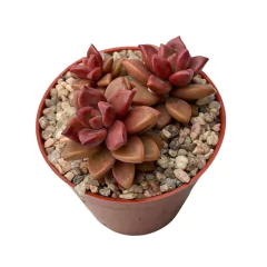 Graptosedum Vera Higgins
