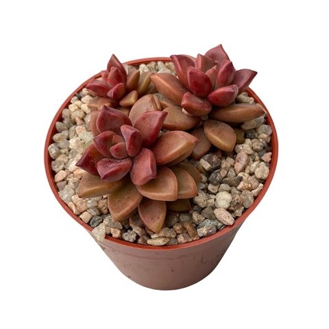 Graptosedum Vera Higgins