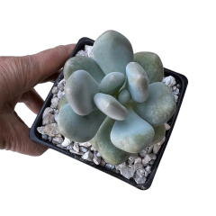 Pachyphytum Blue Haze - comprar online