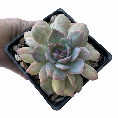Echeveria Van Breen monstruosa