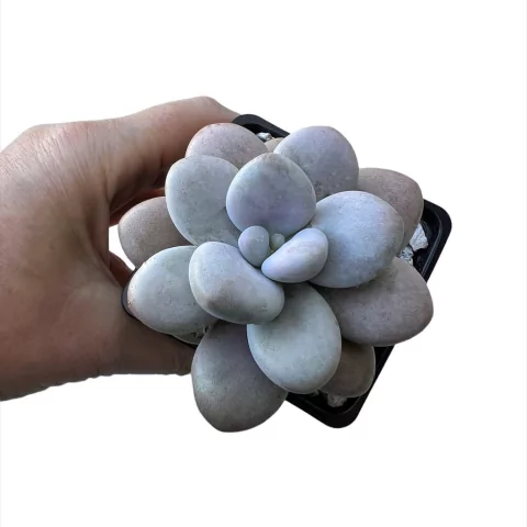 Pachyphytum oviferum