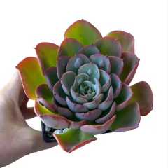 Echeveria Rain Drops - comprar online