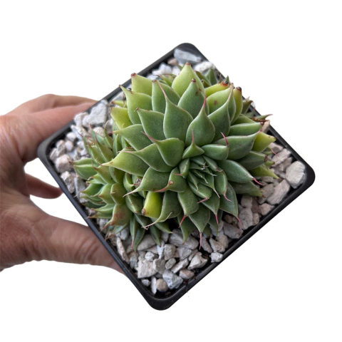 Graptoveria Silver Star