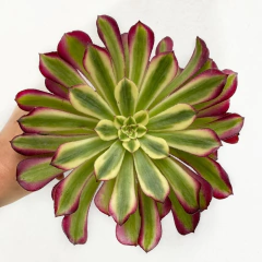 Aeonium Mardi Gras - comprar online