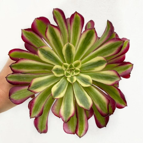 Aeonium Mardi Gras - comprar online