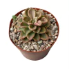Echeveria Gaia monstruosa