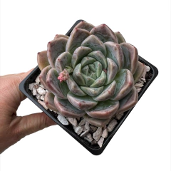 Echeveria Alunco - comprar online