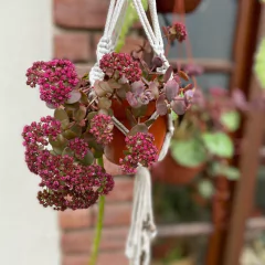 Sedum Sunsparkler Cherry Tart en internet