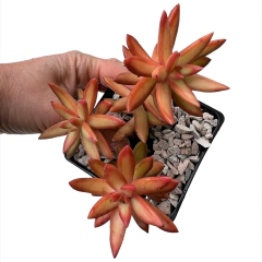 Sedum adolphi Firestorm - comprar online