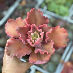 Echeveria Lucy V - comprar online