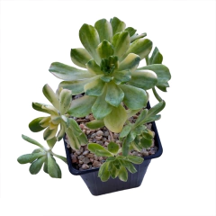 Aeonium x Castello paivae variegado - comprar online