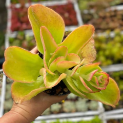 Echeveria pallida - comprar online